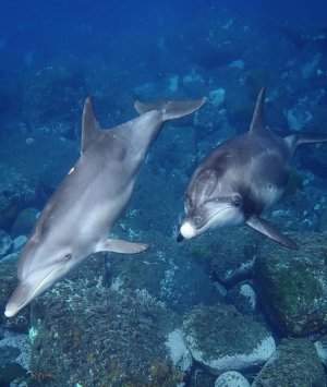 Dolphin Bay