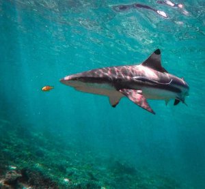Dolphin Bay